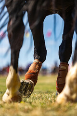 Close-up of a black horse's hooves in motion. Partially blurred photo showing animal movement. Shot...