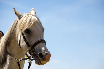 A close-up of the horse's head, clearly visible harness elements. Photo taken on a sunny day during a horse riding show. Blurred background