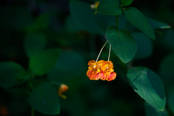 Closeup of bright orange spotted jewelweed flower in the wild

