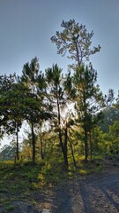 Forest full of pine and green vegetation with a sunset