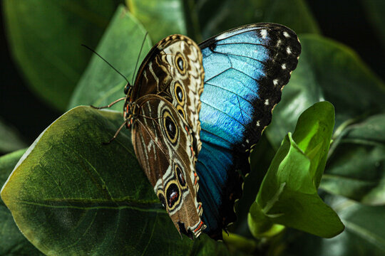 A butterfly called blue morpho with very beautiful colors captured on a green background.