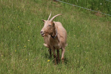 Lonely goat on a green meadow