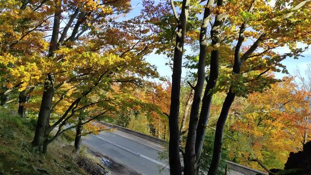 autumn road between rows of yellow trees in Karkonosze National park or Giant Mountains, Poland