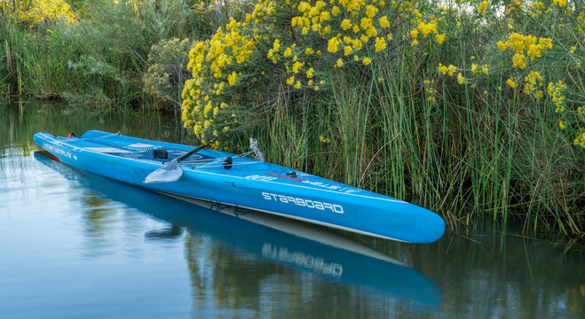 Fort Collins, CO, USA - September 15, 2023: A fast touring stand up paddleboard, 2023 Waterline by Starboard in late summer scenery with rabbitbrush blooming on a lake shore in Colorado.