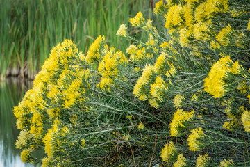 yellow flowers of rabbitbrush on lake shore in middle of September in Colorado