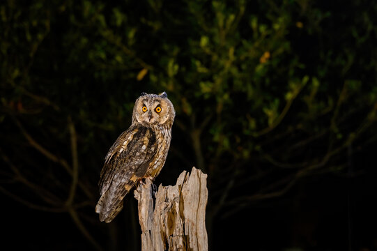Fototapeta Owl sitting on tree