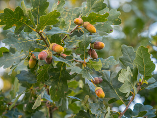 An einem kleinen Ast der Stieleiche (Quercus robur) hängen reife Eicheln.