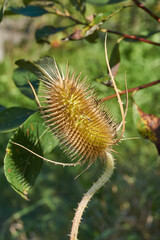 Teasel (lat. Dipsacus) blooms in the garden. Teasel family (lat. Dipsacoideae) is a subfamily of...