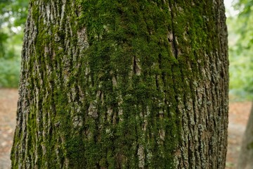 Beautiful moss on a close-up of a chestnut tree