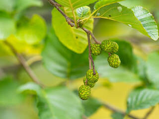 Kleiner Zweig der Grau-Erle (Alnus incana) an dem mehrere grüne Erlenzapfen hängen.