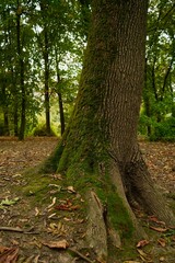Chestnut with green moss on the side