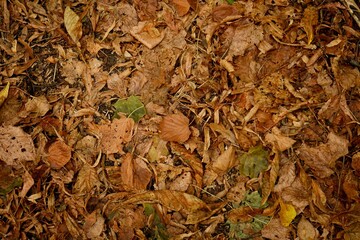 Yellow autumn leaves lie on the ground