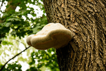 A beautiful large white fungus on a tree
