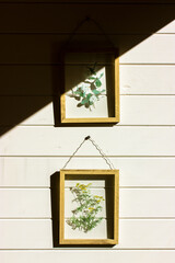 Framed herbarium. Yellow dried immortelle flowers in clear glass frame decorate wooden wall of country house in sunny day with contrasting shadows. Eco-friendly boho decor for modern interior indoors.
