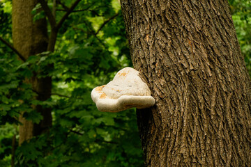 A beautiful large white fungus on a tree