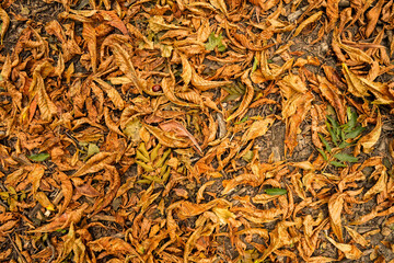 Yellow autumn leaves lie on the ground
