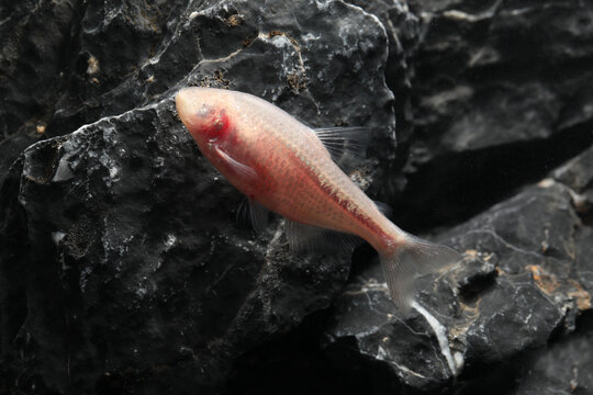 Mexican tetra or blind cave fish (Astyanax mexicanus)