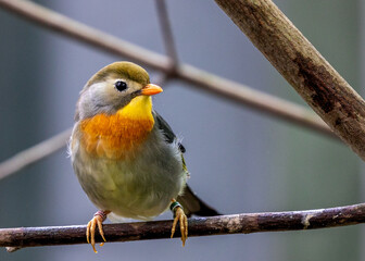 Red-billed Leiothrix (Leiothrix lutea) in the Himalayas