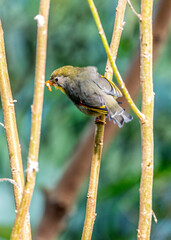 Red-billed Leiothrix (Leiothrix lutea) in the Himalayas