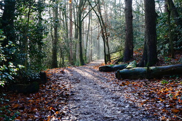 View in to a wet woodland footpath