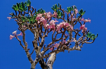 Adenium obesum Socotranum Socotra Yemen
