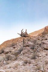 cactus in the foothills of the Arica and Parinacota region, Aymara territory