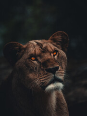 portrait of a lion