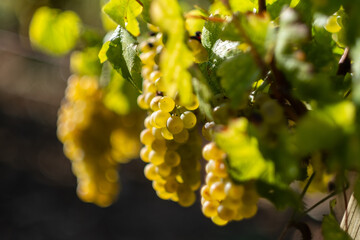 FRANCE-HARVEST-BURGUNDY-EG