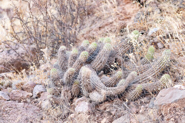 cactus in the foothills of the Arica and Parinacota region, Aymara territory