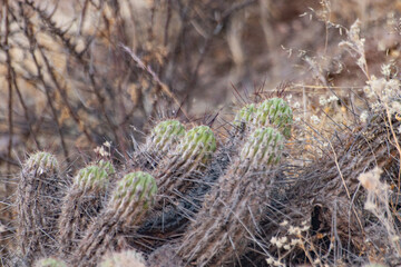 cactus in the foothills of the Arica and Parinacota region, Aymara territory