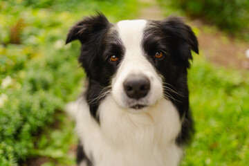 Outdoor portrait of cute smiling puppy border collie sitting on park background. Little dog with funny face in sunny summer day outdoors. Pet care and funny animals life concept