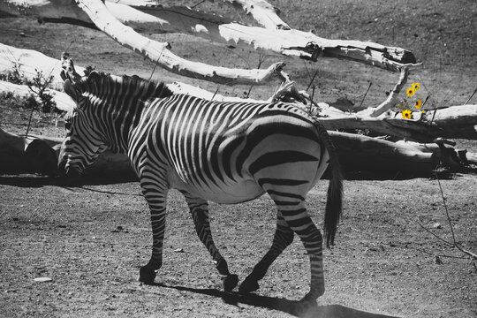 A zebra walking in the Utah's Hogle Zoo, enclosure.
