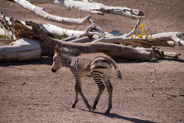 Fototapeta na wymiar A zebra walking in the Utah's Hogle Zoo, enclosure.