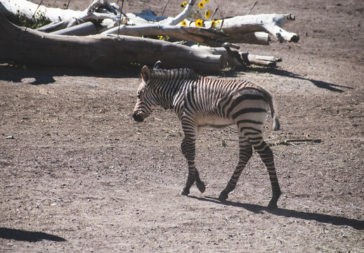 A zebra walking in the Utah's Hogle Zoo, enclosure.