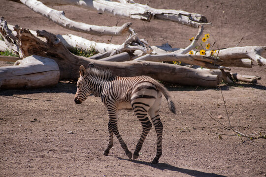A zebra walking in the Utah's Hogle Zoo, enclosure.