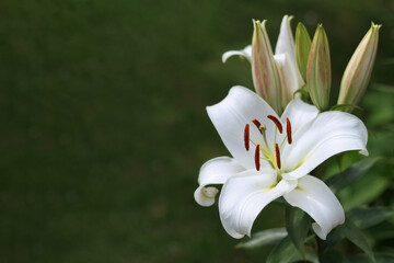 White Easter Lily flowers in garden. Lilies blooming. Blossom white Lilium Candidum in a summer. Garden Lillies with white petals. Large flowers in sunny day. Floral background. White Madonna Lily - obrazy, fototapety, plakaty
