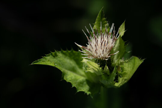 Close-up of a cabbage thistle (Cirsium oleraceum) blooming against a dark background. The leaves are green. The flower is bright. Sun shines on the leaves.