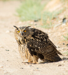Wild eagle owl in a crop field, southern Spain