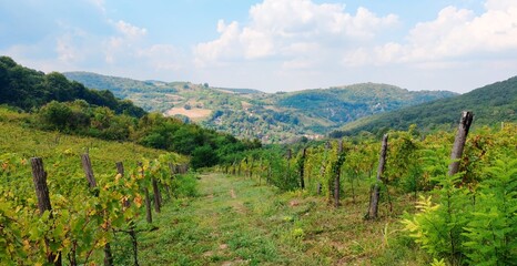 Fruska gora National Park in Serbia with wineyard