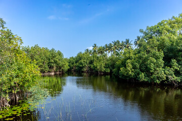 Fototapeta na wymiar A captivating image showcasing the interplay between a thriving mangrove forest, mirror-like lake and vibrant blue sky, evoking a sense of tranquility and serenity.