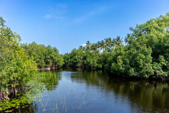 A captivating image showcasing the interplay between a thriving mangrove forest, mirror-like lake and vibrant blue sky, evoking a sense of tranquility and serenity.