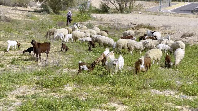 Herd of goats and sheep graze on the grass in the Negev desert in spring