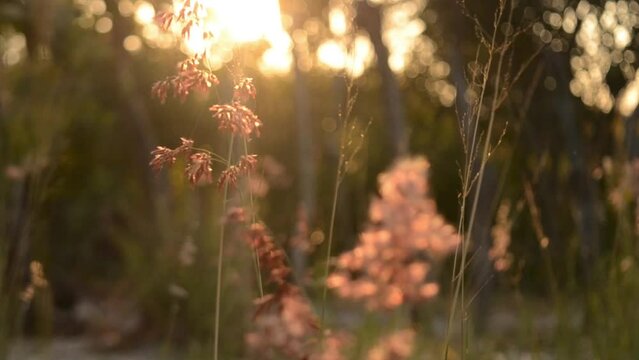 grass and sun. sunset in the forest. Por do Sol no campo. V&iacute;deo calmo de pampa ao por do sol. 