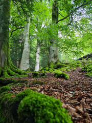 Beautiful image of a forest. Trees are tall and majestic, and the moss adds a touch of green to the white bark. ground is covered with leaves that have fallen from the trees, creating a soft carpet
