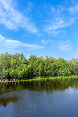 An enchanting photograph of a captivating mangrove forest, its intricate roots submerged in a serene lake, while blue skies add a touch of serenity to the scene.