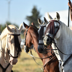 a head of beautiful horse