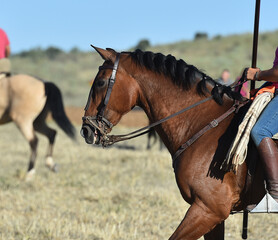 a head of beautiful horse