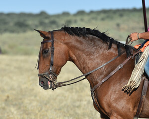 a head of beautiful horse