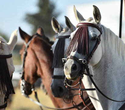 a head of beautiful horse