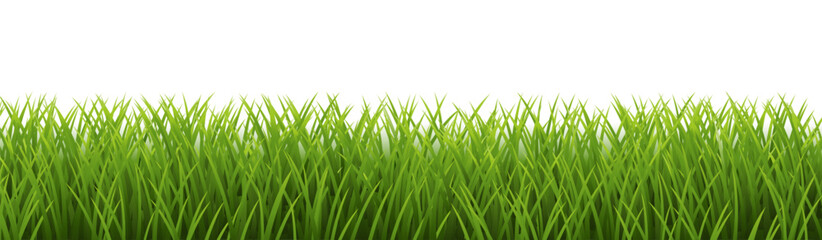 Obraz premium green grass isolated on white